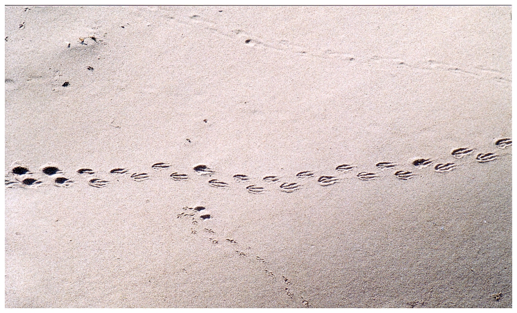 04 The Great Ocean Road (22).jpg